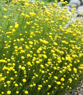 Santolina rosmarinifolia